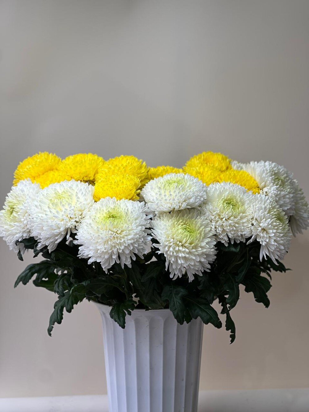 Хризантема Сортовая