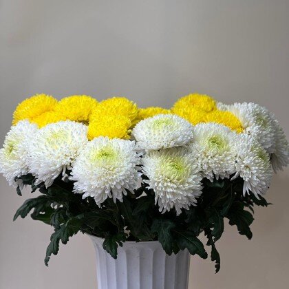 Хризантема Сортовая