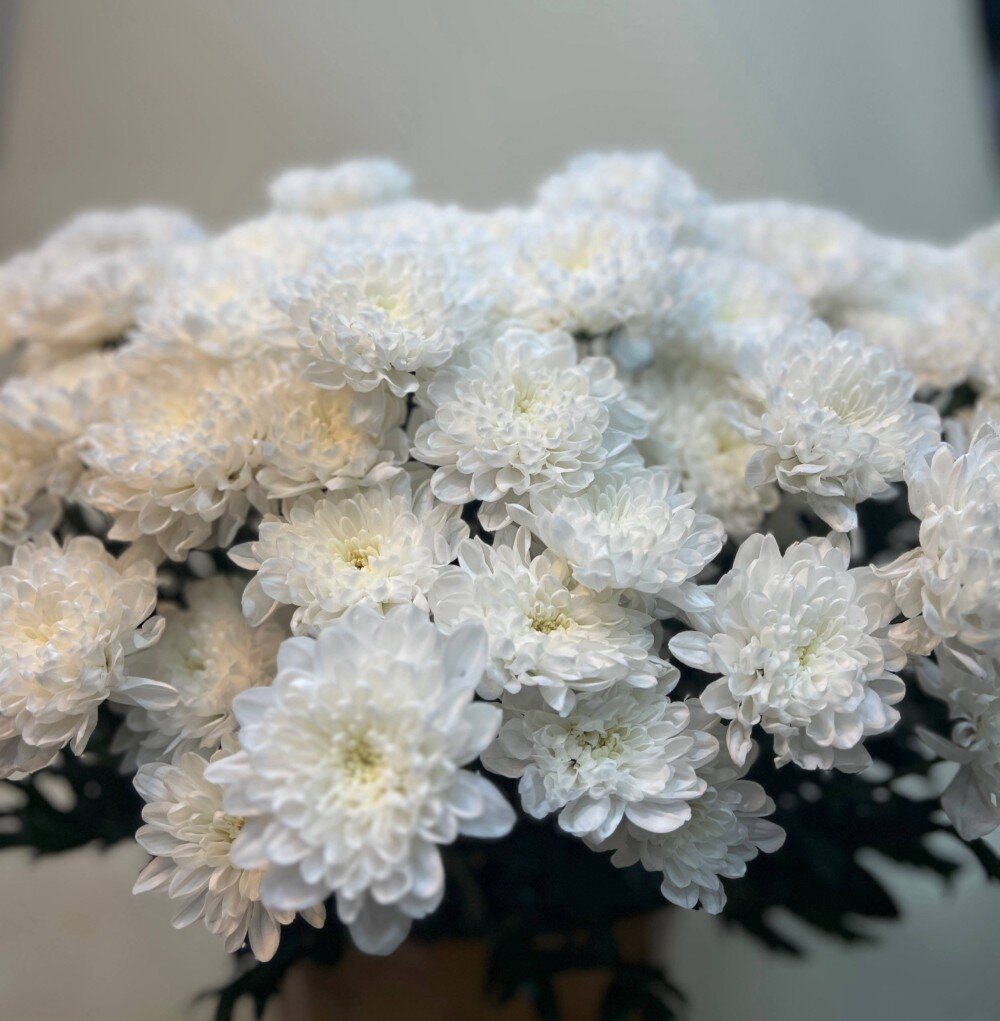 Хризантема кустовая (Белая)