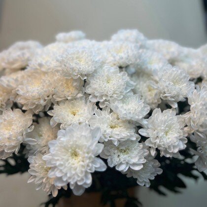 Хризантема кустовая (Белая)