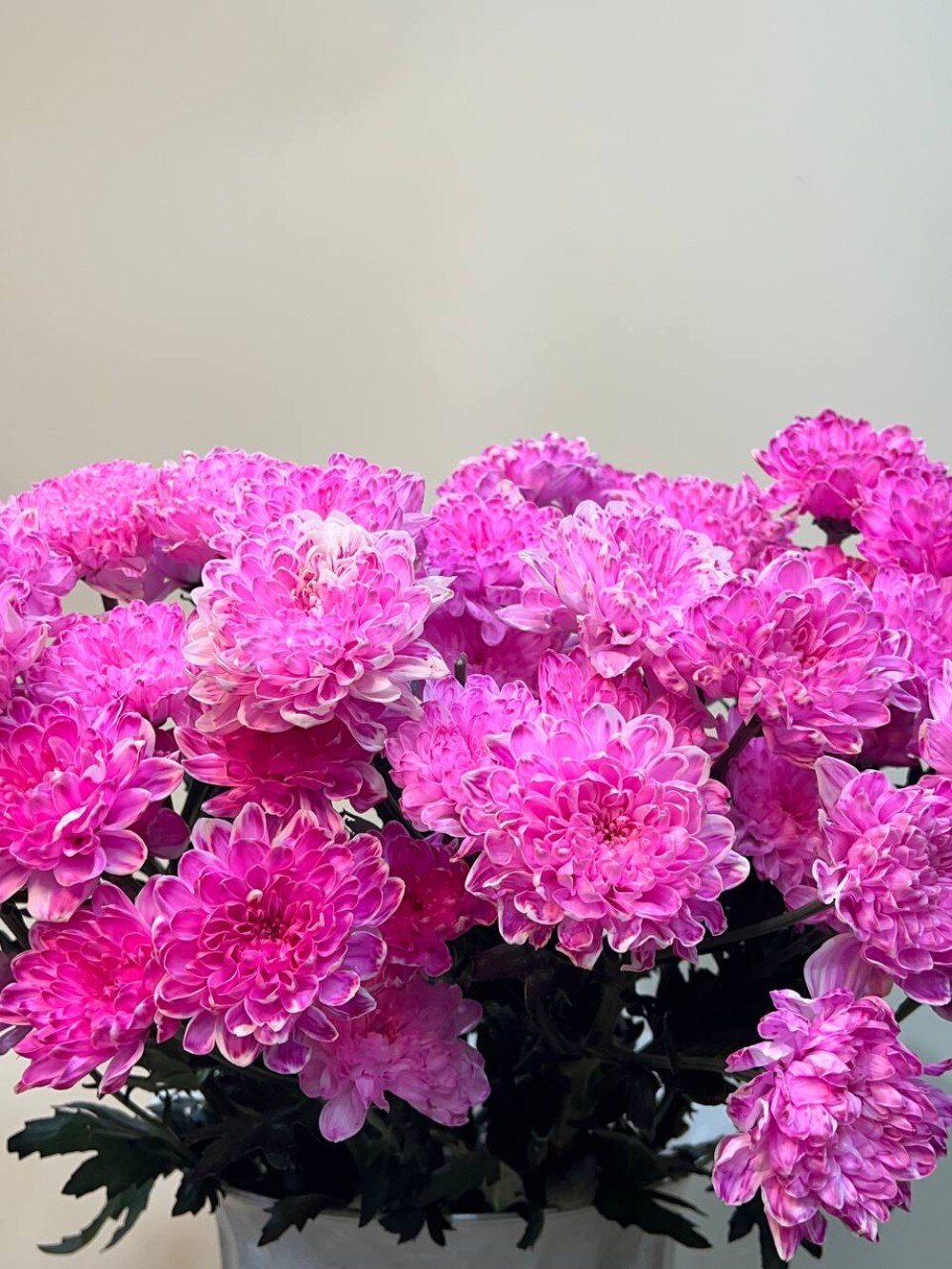 Хризантема кустовая (Розовая)