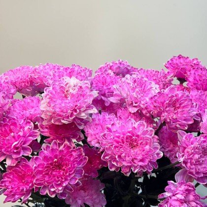 Хризантема кустовая (Розовая)