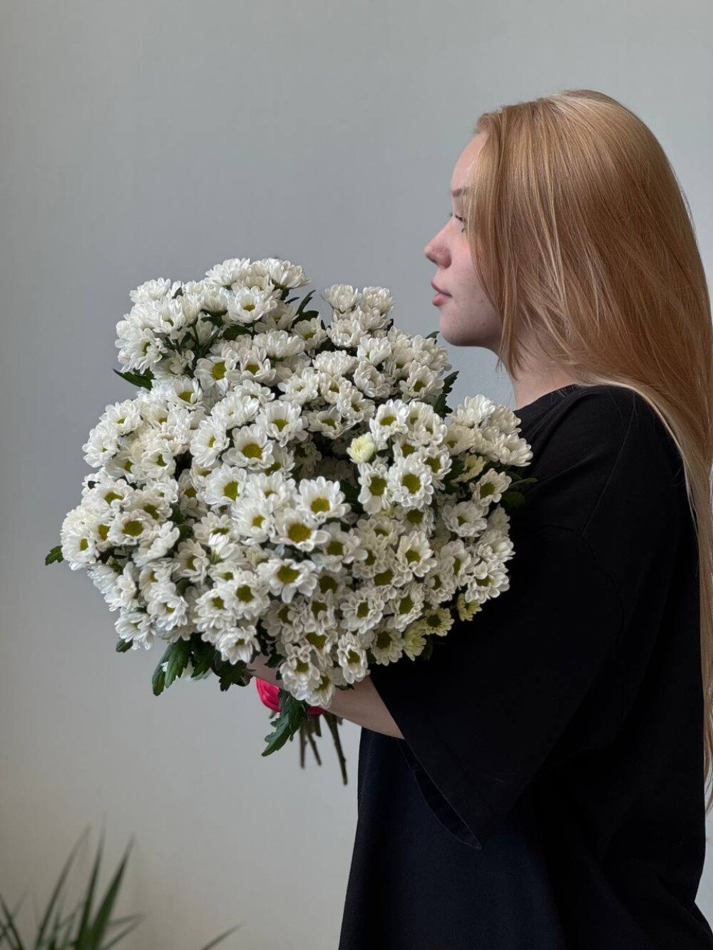 Хризантема Сантини