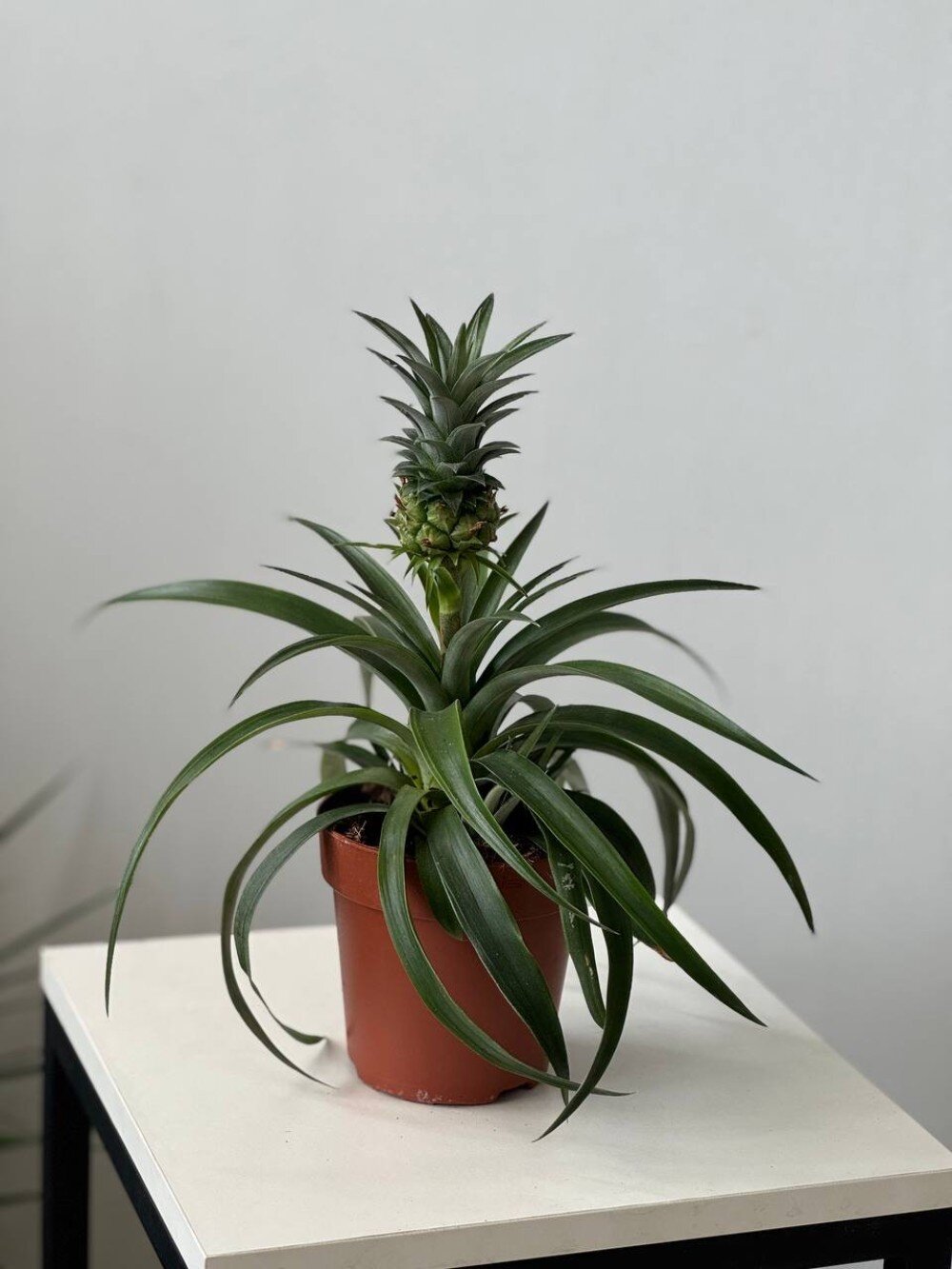 Ананас Амиго