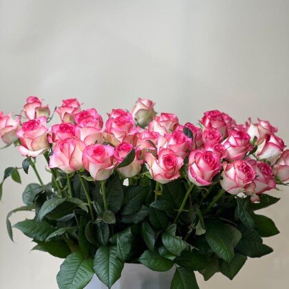 Джумилия 70см